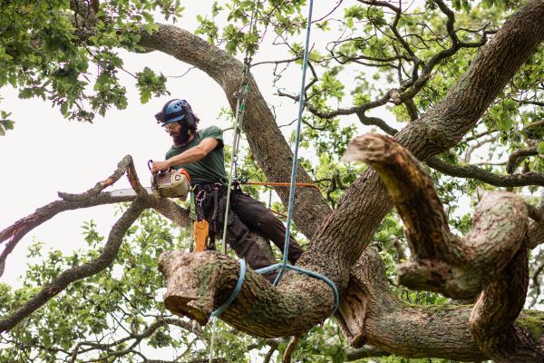 Constructionly Biz - The Benefits of Hiring a Professional Tree Service Company