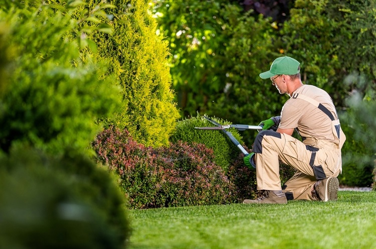 Ensuring Tree Health  - Constructionly Biz