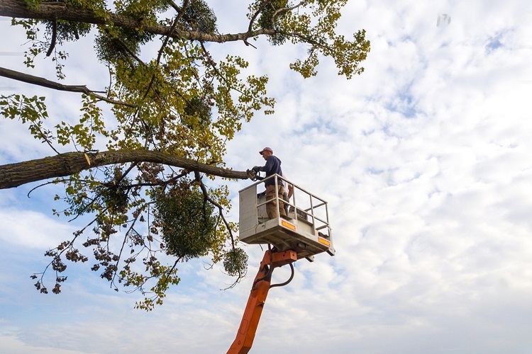 Professional Tree Care Companies - Constructionly Biz