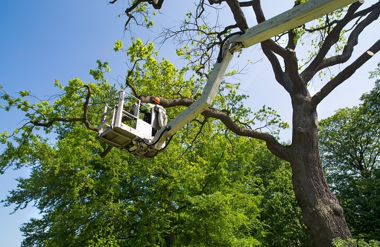 Regular Tree Maintenance - Constructionly Biz