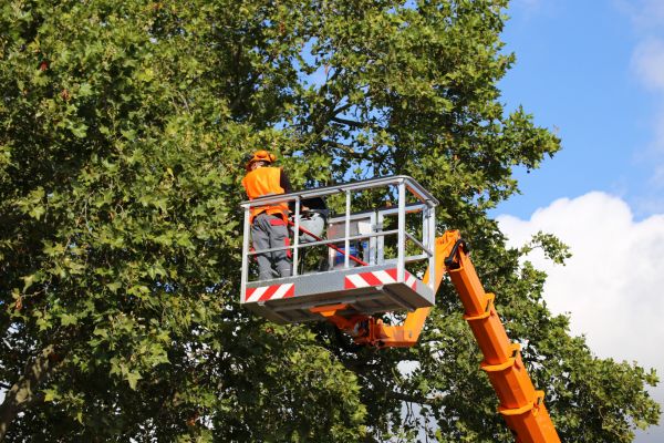 The Benefits of Hiring a Professional Tree Service Company - Constructionly Biz