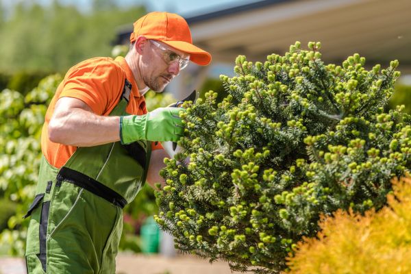 Tree Care Services - Constructionly Biz