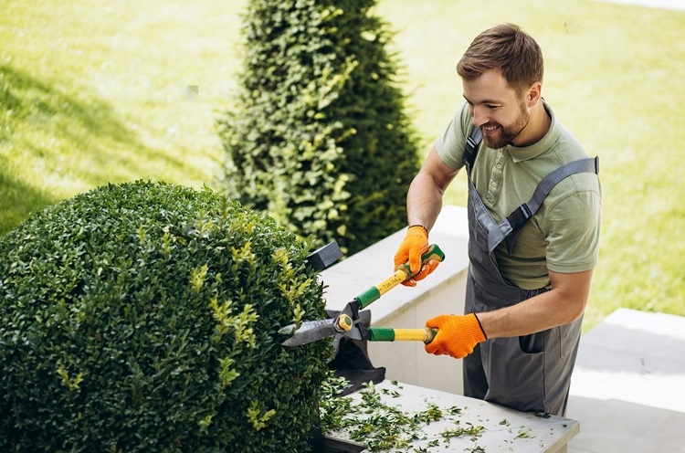 Navigating Tree Services for a Healthy Landscape - Constructionly Biz