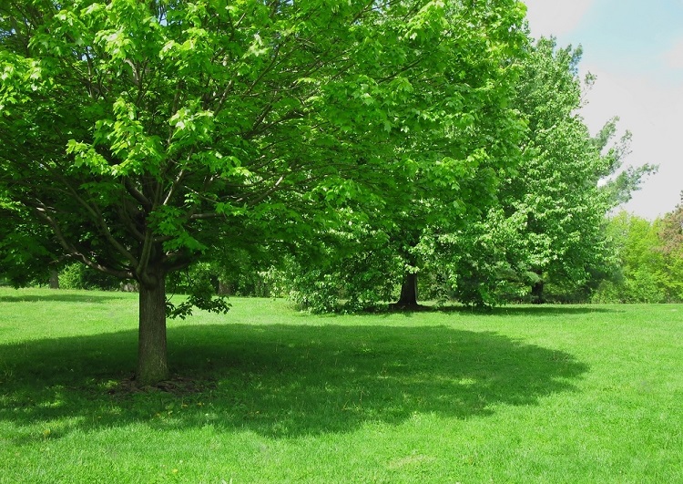 Shaping Natures Canopy - Constructionly Biz