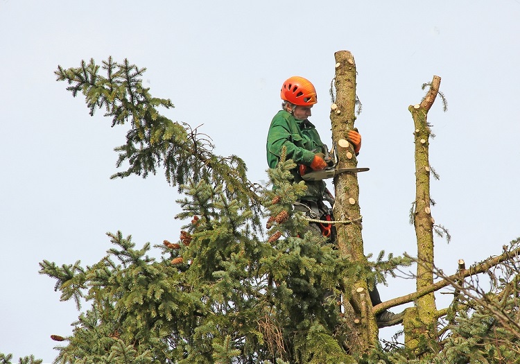 Tree Service Cost Guide - Constructionly Biz