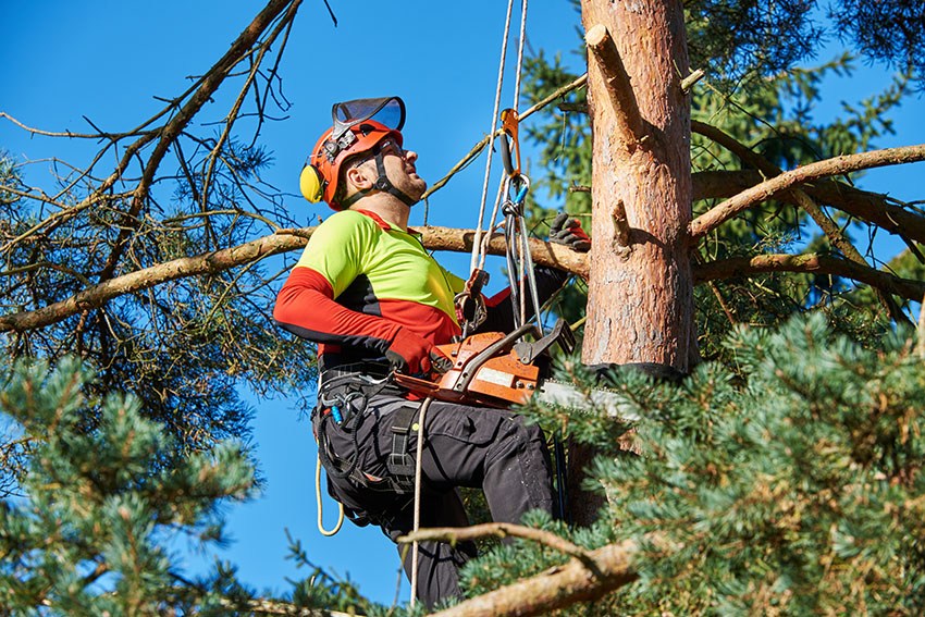 Evergreen Excellence Your Guide to Professional Tree Maintenance