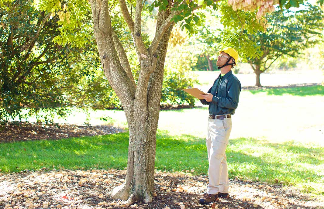 Identifying Tree Health Issues