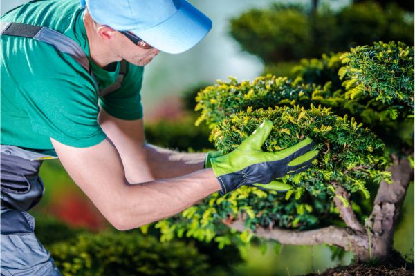 Behind the Scenes of Professional Tree Care Services